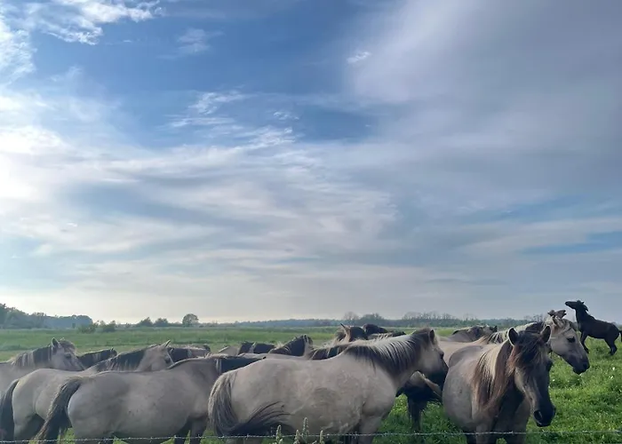 Hoffarth 1 Apartament *